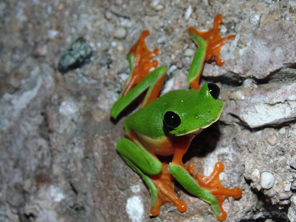 Xocoyotzin Toledo frog Mexico