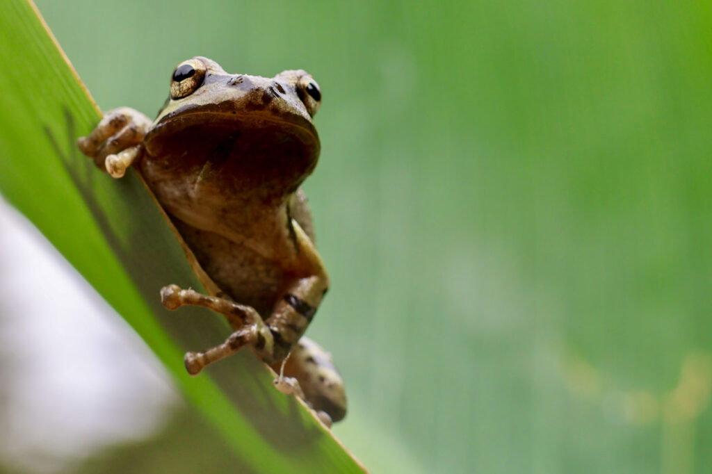 जोई लेसिक, संयुक्त राज्य अमेरिका, यूएस, 2025 सेव द फ्रॉग्स फोटो प्रतियोगिता, फोटो 3