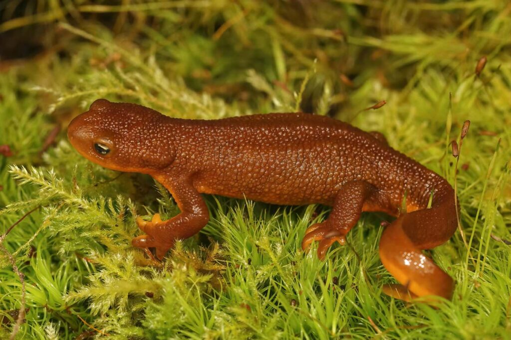 adult-female-rough-skinned-newt-envato Rough-skinned newt (Taricha granulosa)