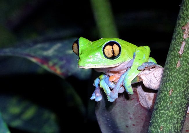 agalychnis annae