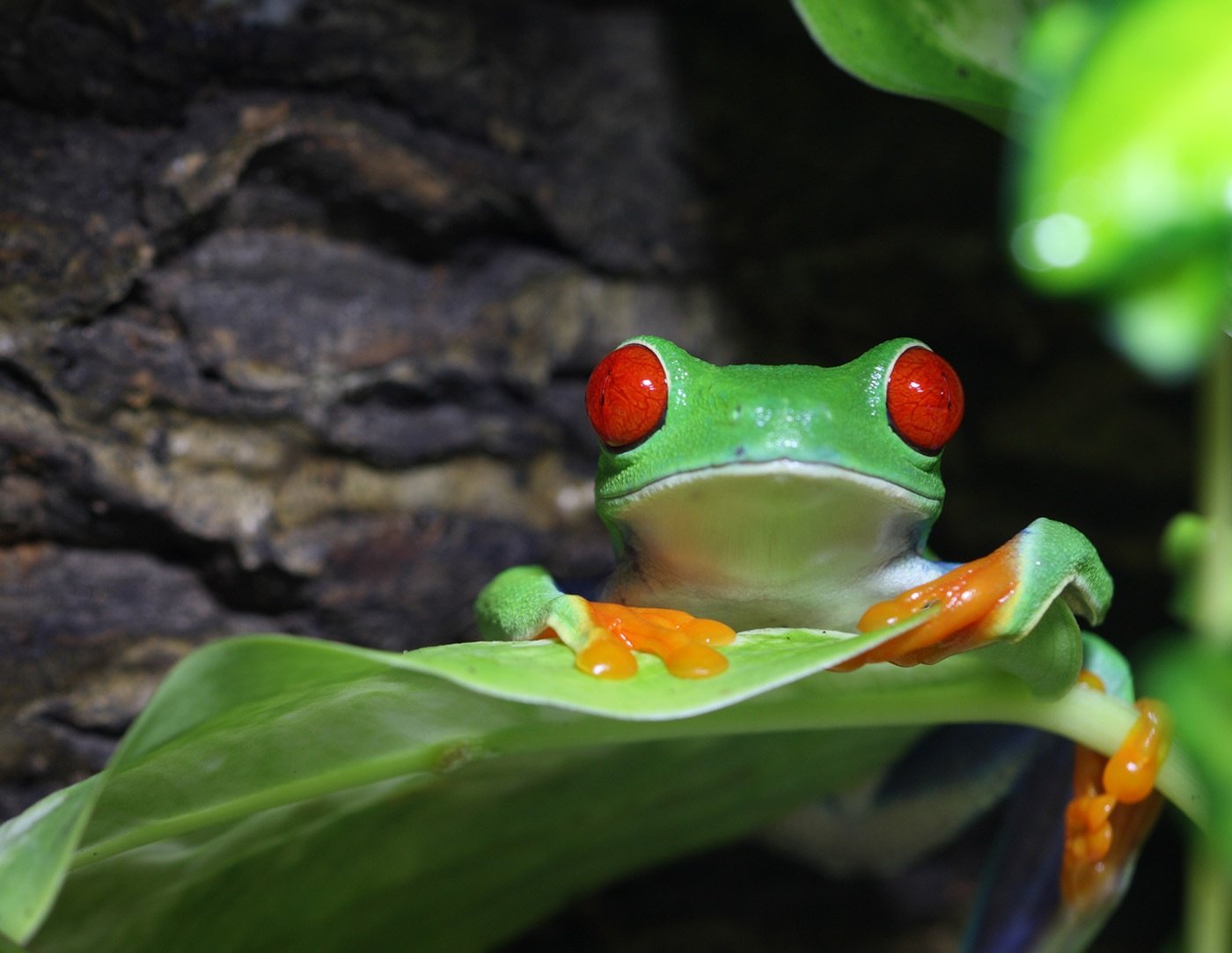 agalychnis-callidryas-ตาแดง-กบต้นไม้