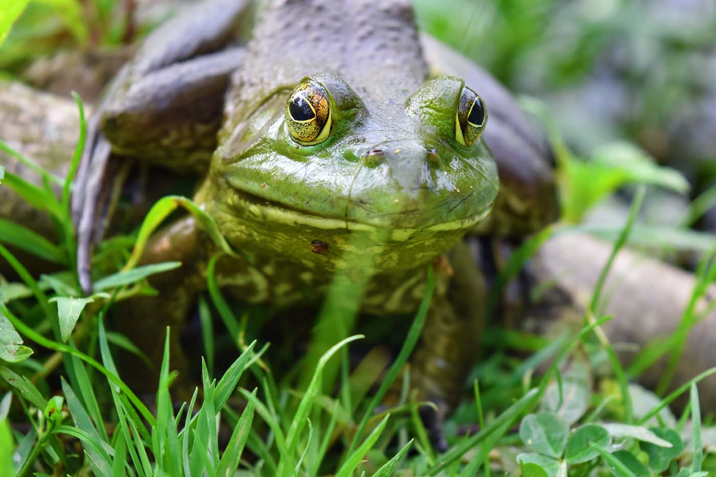 american bullfrog closeup-camouflage