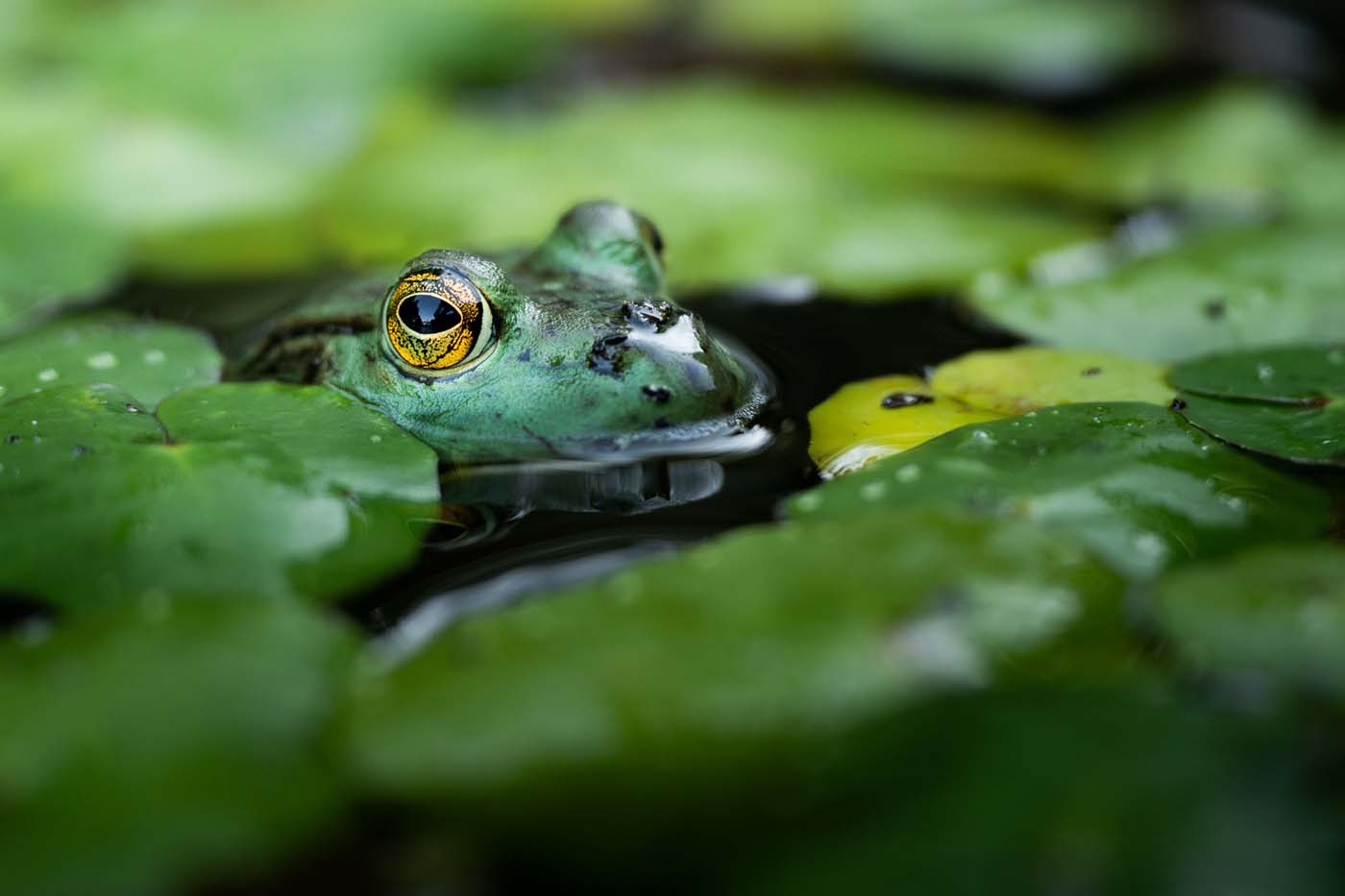 Close-up shot of American bullfrog the head out of water ready to hunt