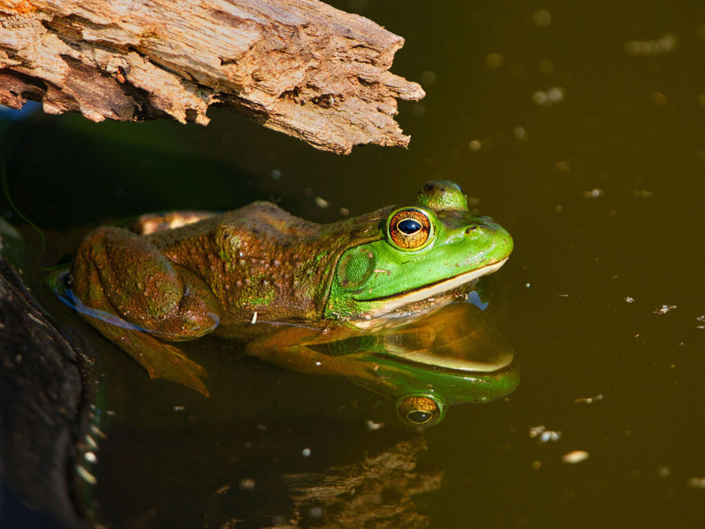 american-bullfrog-pond
