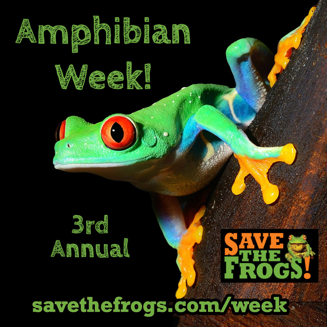 amphibian week 2022