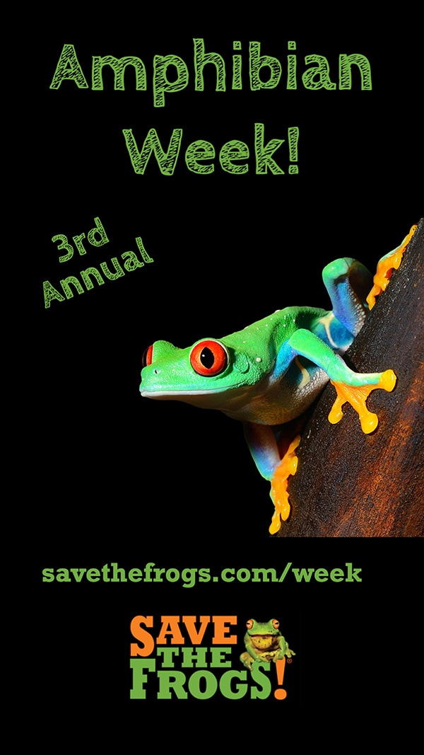 amphibian week 2022