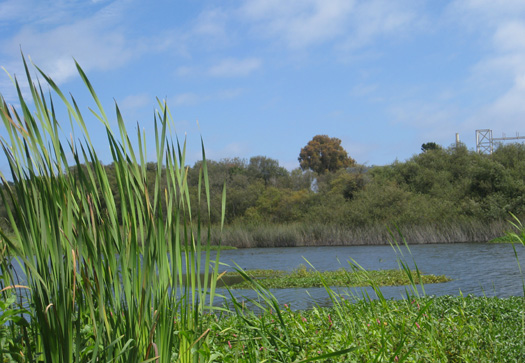 wetlands cattails