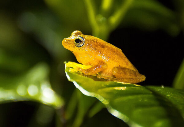How To Help Save Frogs From Extinction