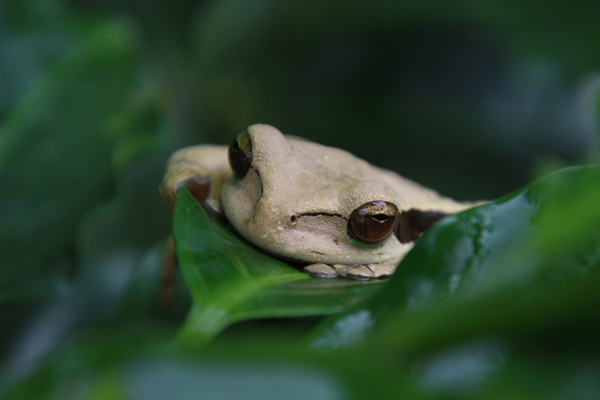 Photos from the 2018 SAVE THE FROGS! Costa Rica Ecotour