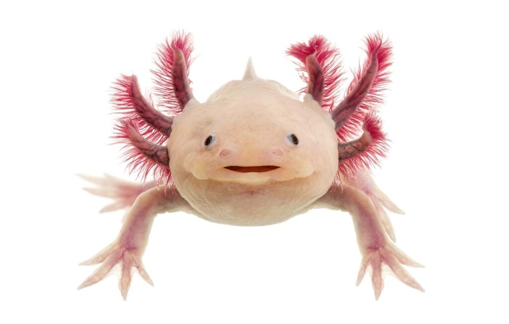 axolotl ambystoma mexicanum