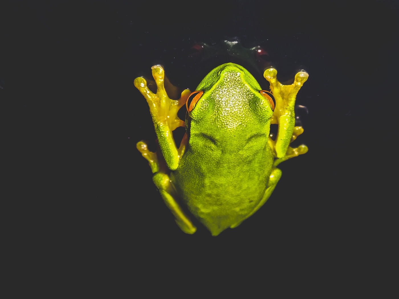 baby-green-tree-frog-wet-night-sitting