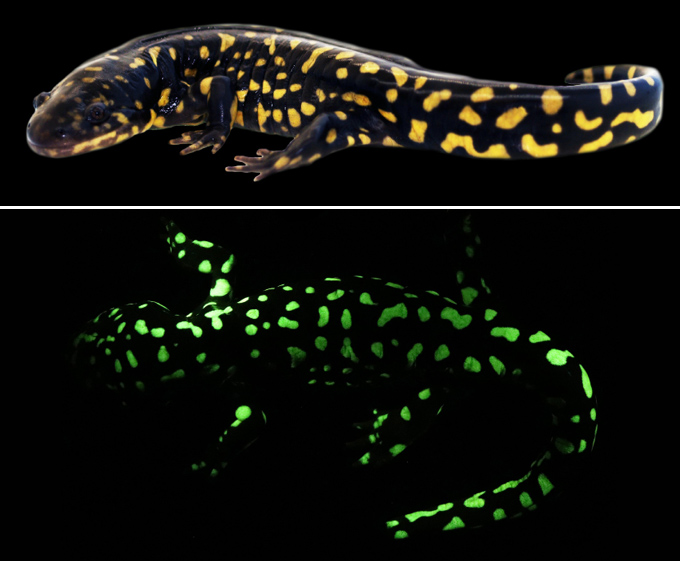 biofluorescence amphibians