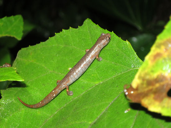 peru salamanders