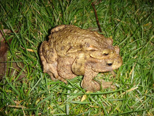 Common Toads UK