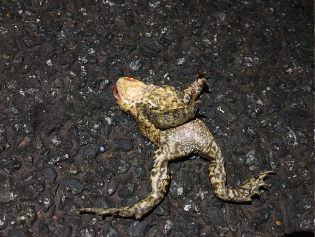 toad roadkill