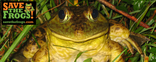 Bullfrog Prohibition: Save The Frogs Official Comment To CA Fish & Game Commission