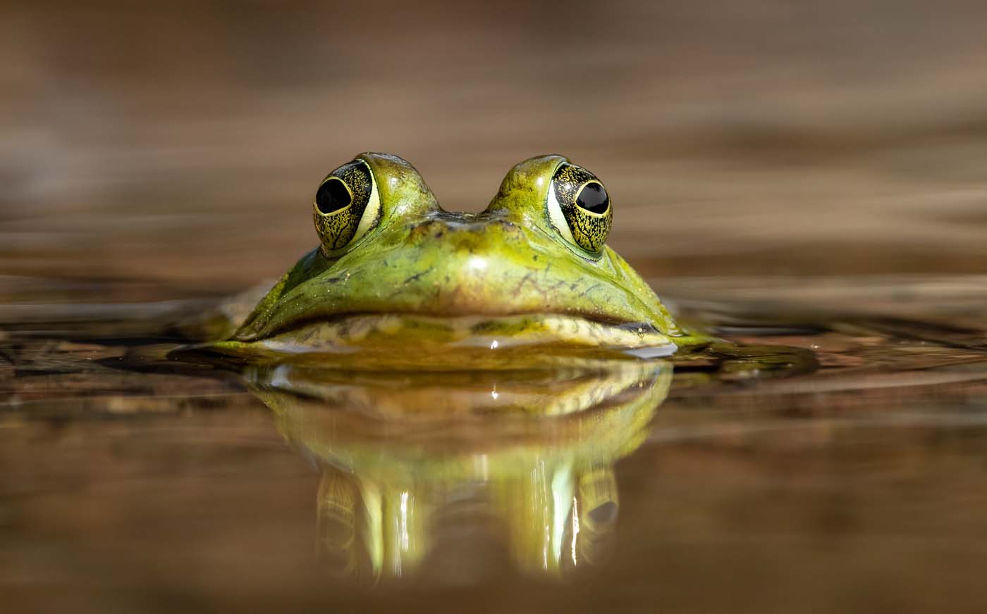 bullfrog pond eradication