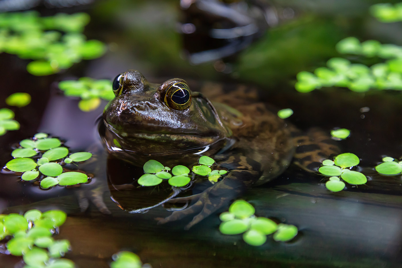 Bullfrog water British Columbia, Canada. invasive species