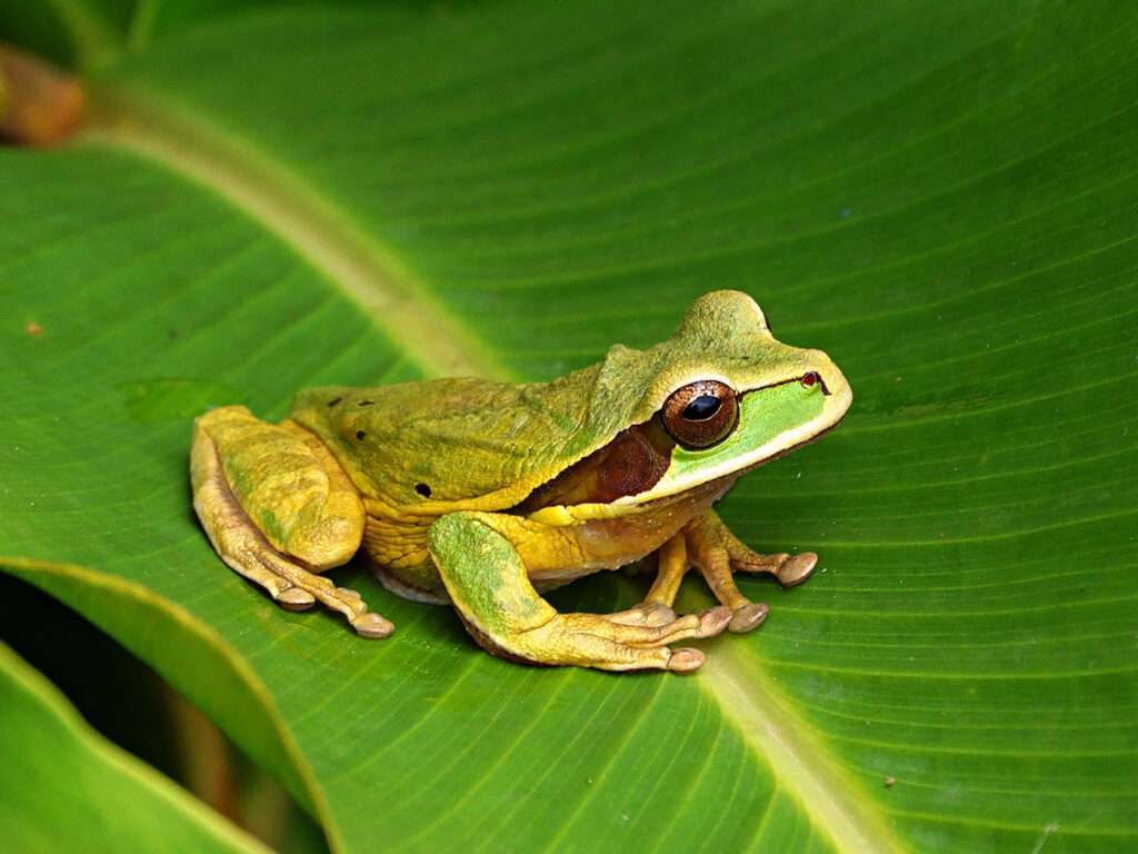 Choti Singh Smilisca Phaeota 2017 Save The Frogs Photo Contest Costa Rica Ecotour