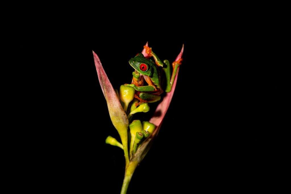 Close de uma perereca de olhos vermelhos em uma flor