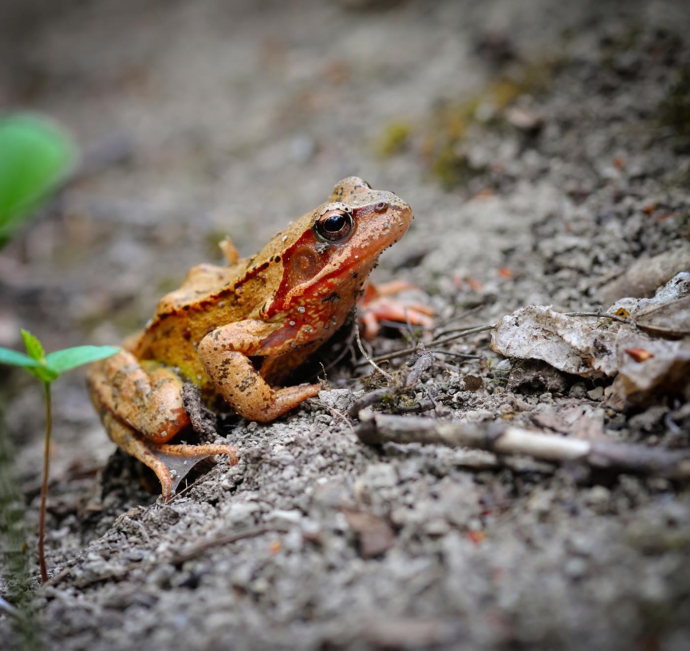 common brown frog rana temporaria