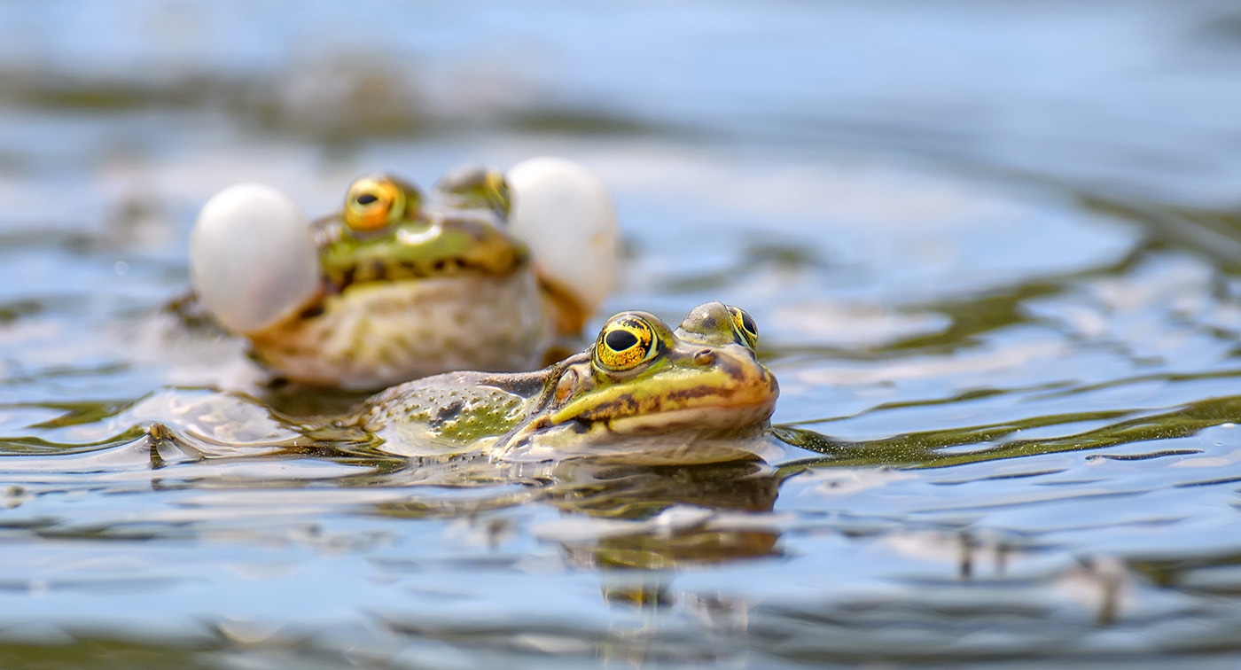 common-frogs-pairing-in-a-pond-in-spring-envato 1400
