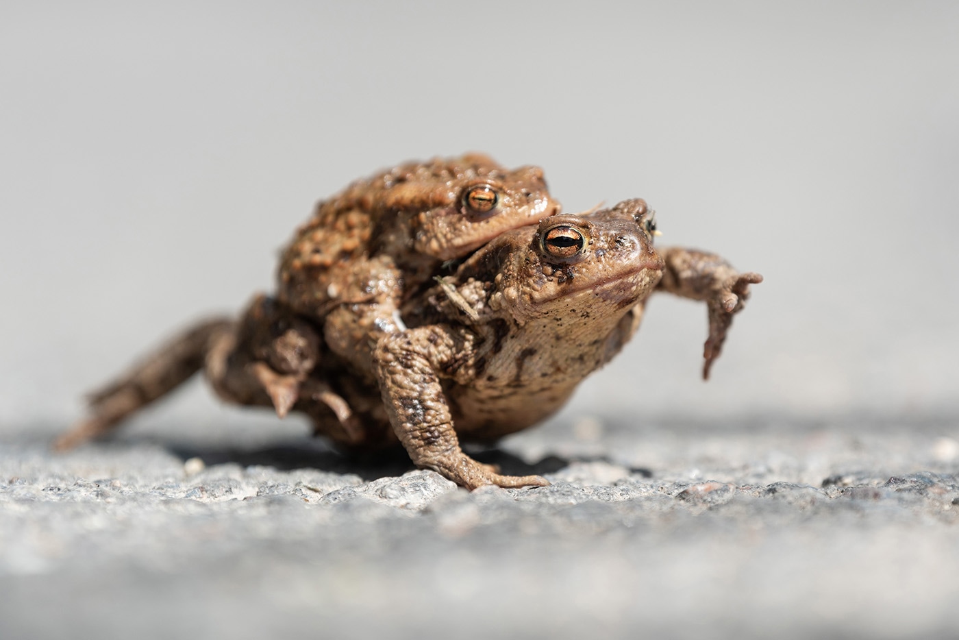 common toads bufo bufo amplexus road