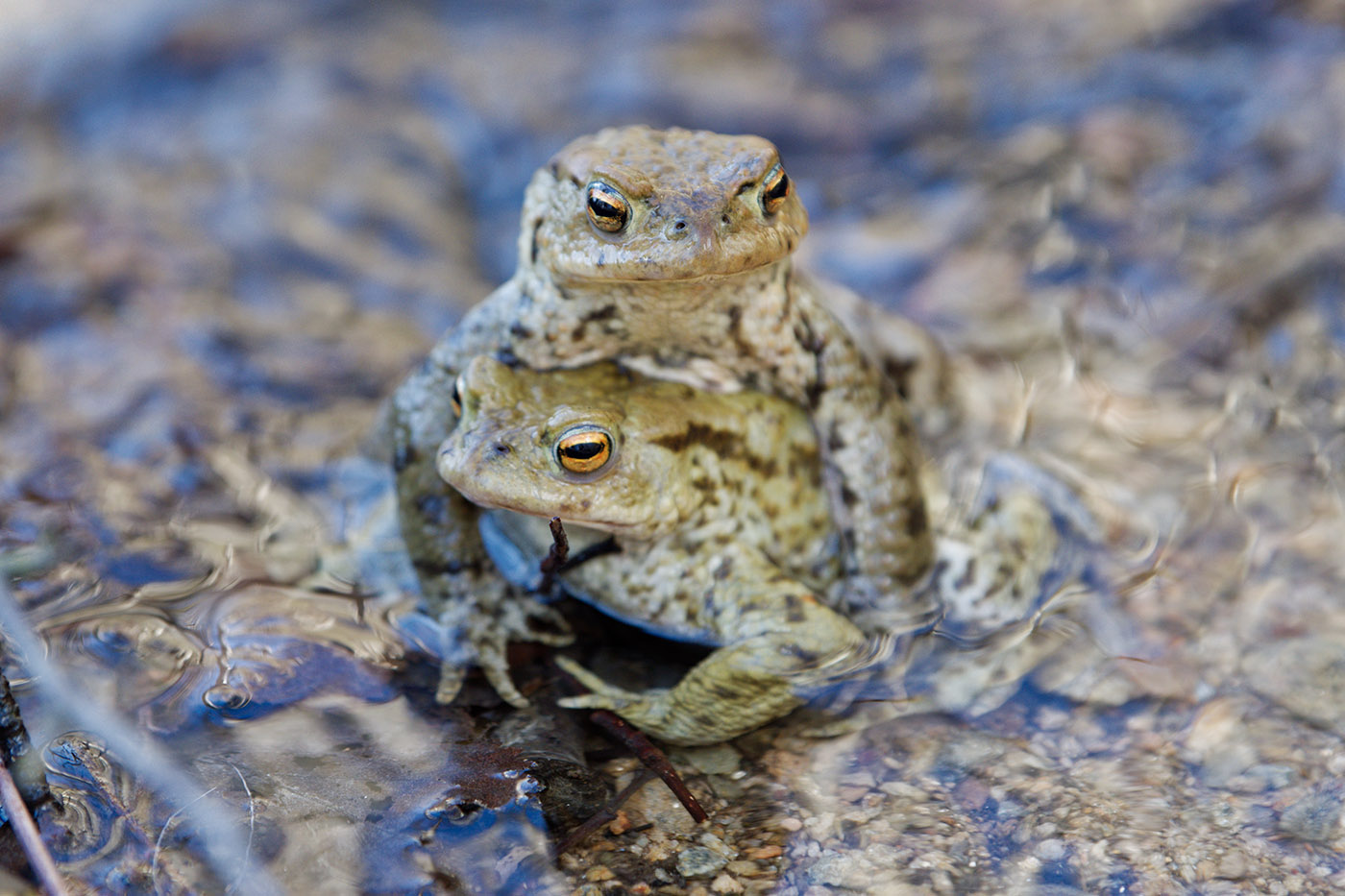 common toads bufo bufo nature