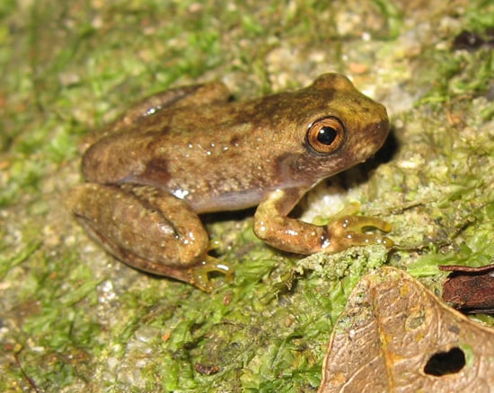 Làm thế nào để tổ chức một sự kiện Save The Frogs Day thành công