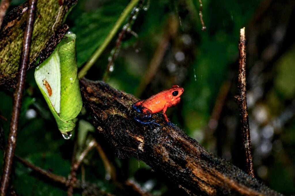 Costa Rica Volunteering Gage Denney May 2026 Save The Frogs 04