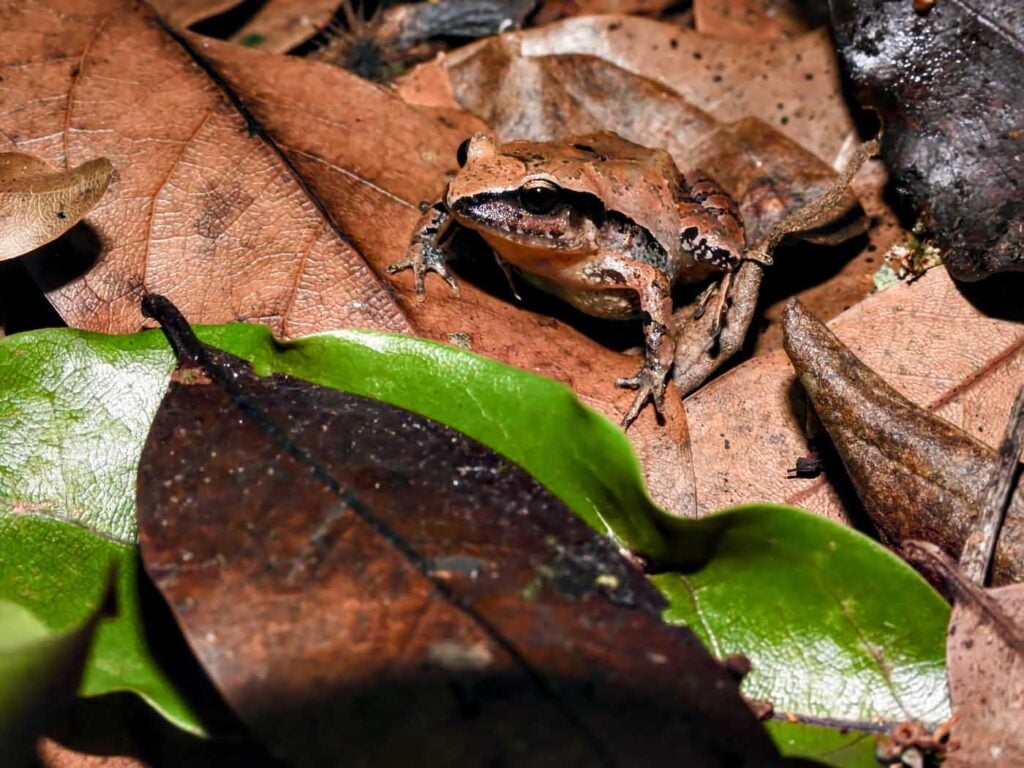 Costa Rica Volunteering Gage Denney May 2026 Save The Frogs 07