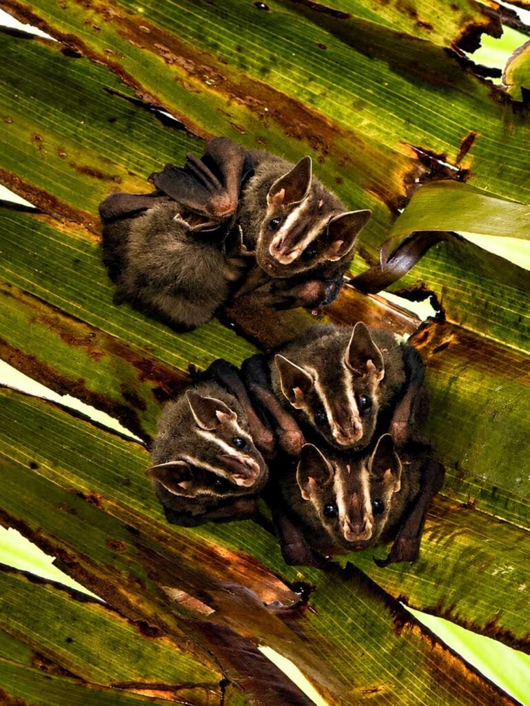 Costa Rica Volunteering Gage Denney May 2026 Save The Frogs 10