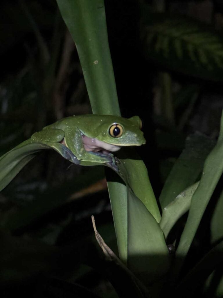 Costa Rica Volunteering Gage Denney May 2026 Save The Frogs 11