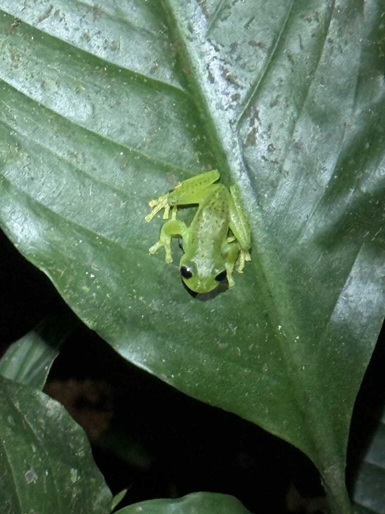 Costa Rica Volunteering Gage Denney May 2026 Save The Frogs 13