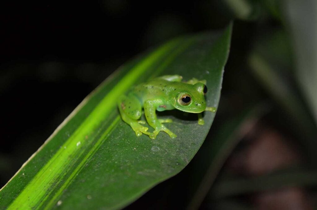 Costa Rica Volunteering Gage Denney May 2026 Save The Frogs 14