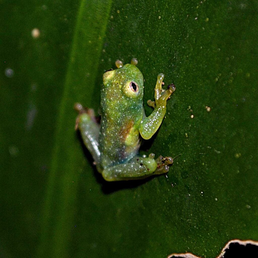 Costa Rica Volunteering Gage Denney May 2026 Save The Frogs 16