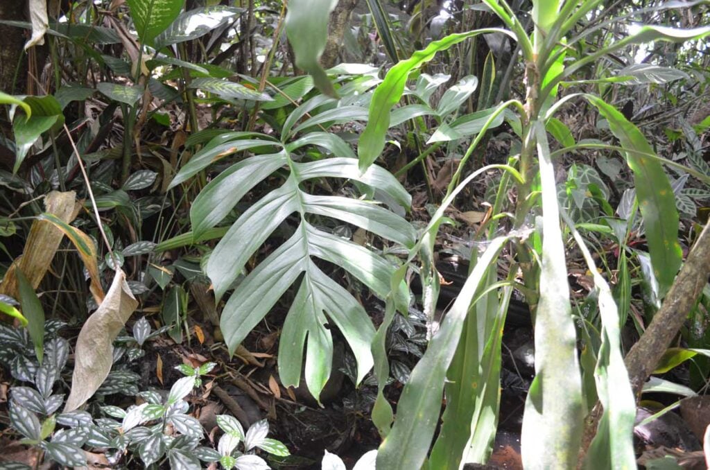 Costa Rica Volunteering Gage Denney May 2026 Save The Frogs 20