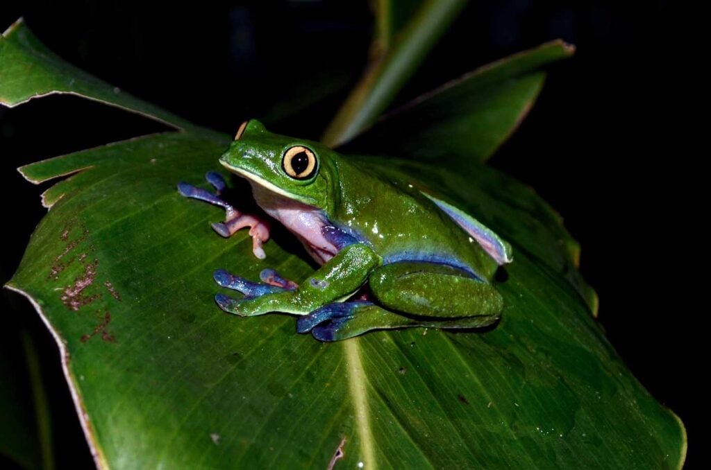 Costa Rica Volunteering Gage Denney May 2026 Save The Frogs 22