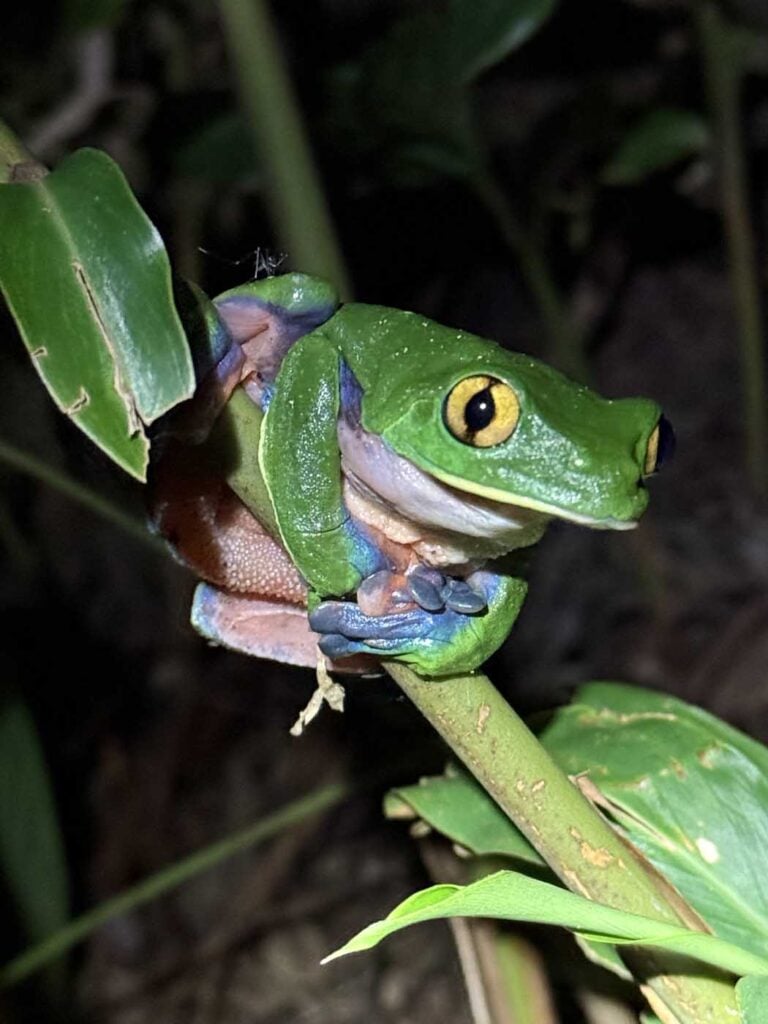 Costa Rica Volunteering Gage Denney May 2026 Save The Frogs 25