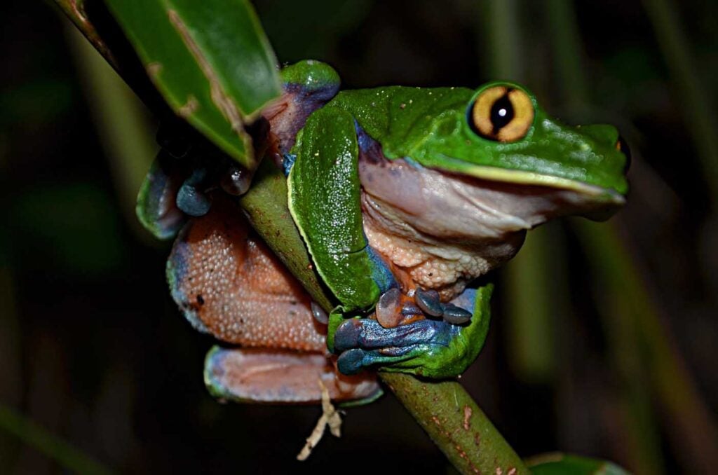 Costa Rica Volunteering Gage Denney May 2026 Save The Frogs 26