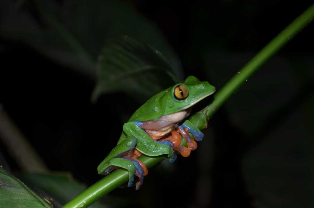 Costa Rica Volunteering Gage Denney May 2026 Save The Frogs 27
