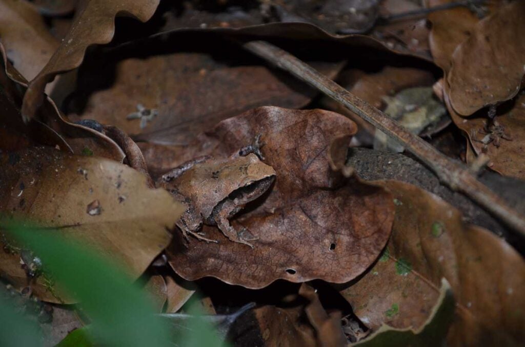 Costa Rica Volunteering Gage Denney May 2026 Save The Frogs 28