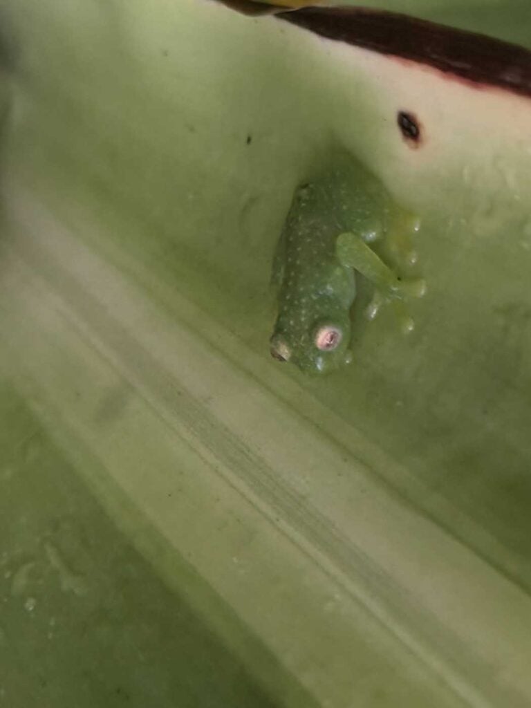 Costa Rica Volunteering Gage Denney May 2026 Save The Frogs 30