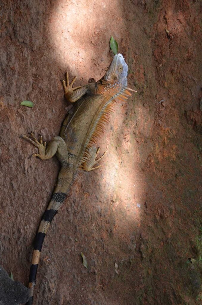 Costa Rica Volunteering Gage Denney May 2026 Save The Frogs 32