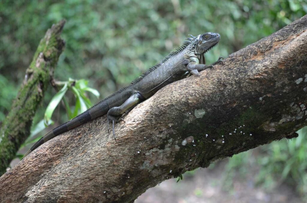 Costa Rica Volunteering Gage Denney May 2026 Save The Frogs 33
