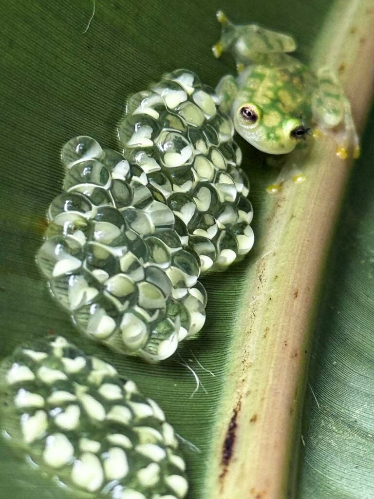 Costa Rica Volunteering Gage Denney May 2026 Save The Frogs 35