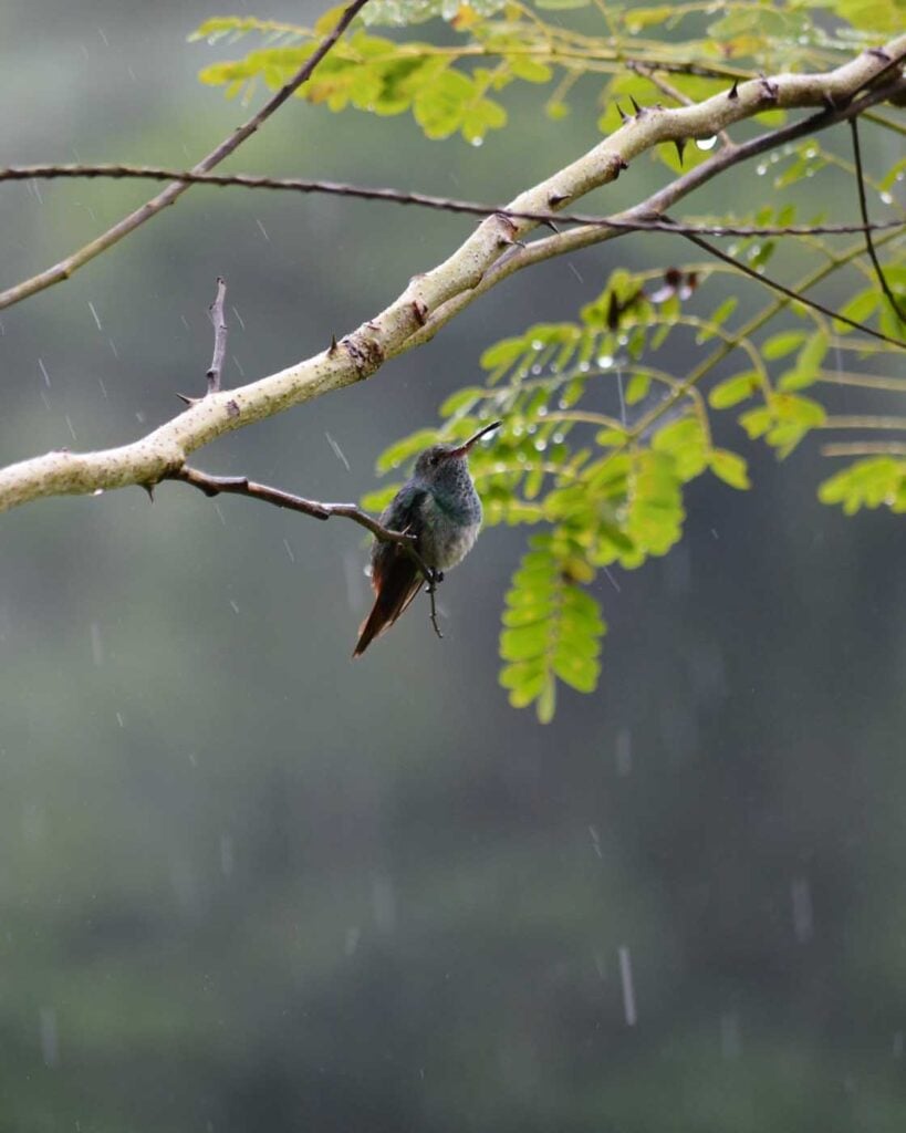 Costa Rica Volunteering Gage Denney May 2026 Save The Frogs 36