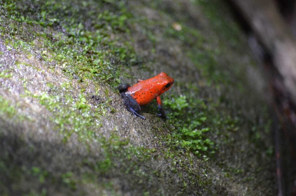 Costa Rica Volunteering Gage Denney May 2026 Save The Frogs 39