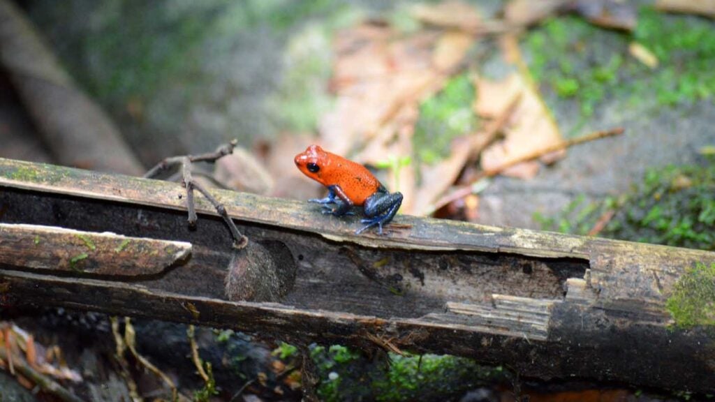 Costa Rica Volunteering Gage Denney May 2026 Save The Frogs 40