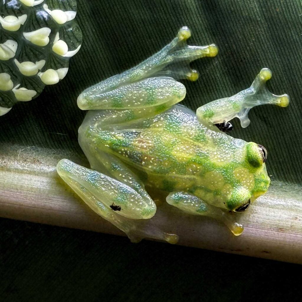 Costa Rica Volunteering Gage Denney May 2026 Save The Frogs 42